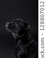 Lovely serious black dog sits posing against a black background and looks up the frame. Advertising banner of pet supplies, grooming, pet food.Staffordshire Bull Terrier friendly, obedient pet.  128807012