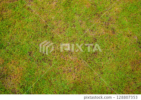 Grassland vast background, green, beautiful Grassland vast background, green, beautiful 128807353