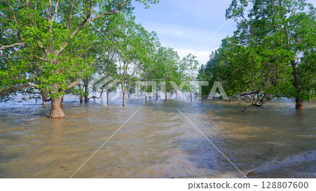 Mangrove Trees Submerged in High Tide on Tropical Coastline 128807600