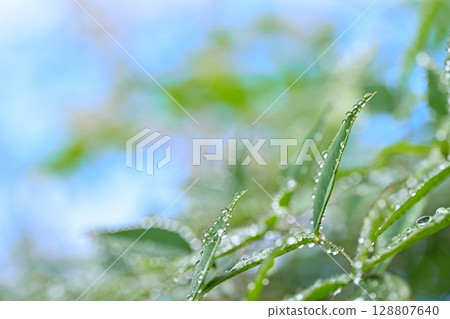 晨露濕潤的葉子，微距鏡頭拍攝 128807640