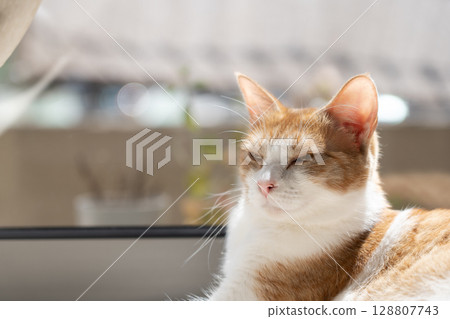 棕白相間的貓曬日光浴 128807743