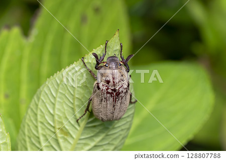 Scarab transporter 128807788
