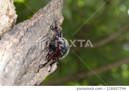 Beetle Beetle 128807794
