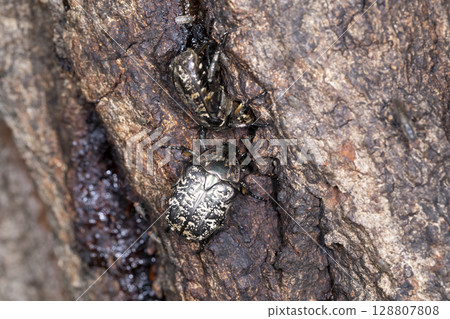 Cilanthene grasshopper 128807808