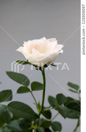 Rose flower, light cream color, Today's Rose 128808097