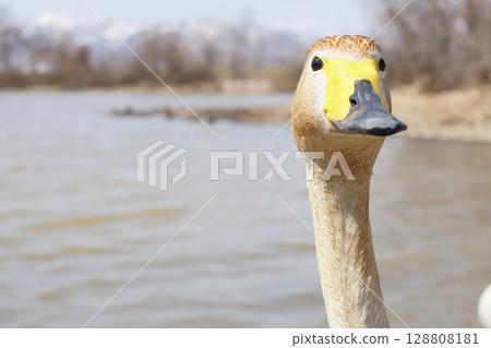 Swan resting on the shore 128808181