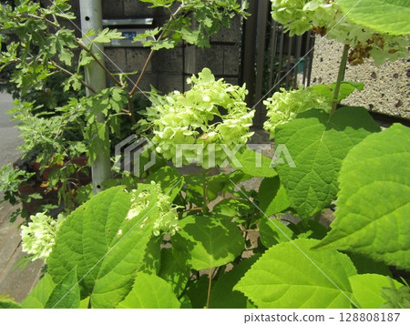 門花圃裡的安娜貝爾繡球花，色彩變換有趣 128808187