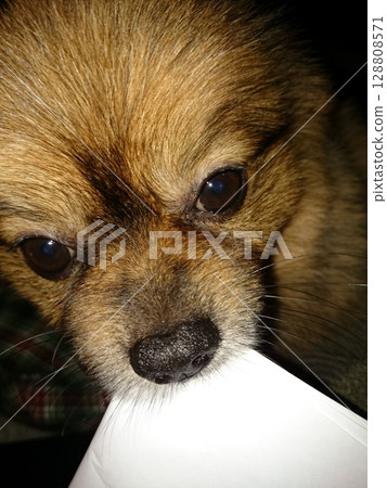博美犬和紙 博美犬和紙 128808571