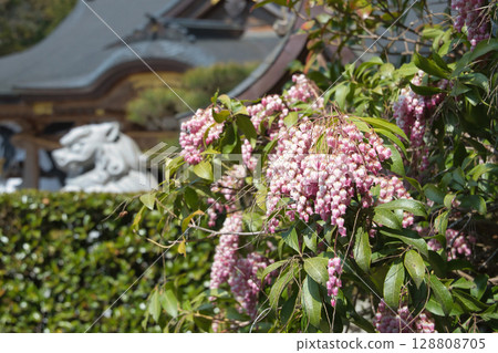 Asarum flowers blooming at Kumano Hongu Taisha Shrine Asarum flowers blooming at Kumano Hongu Taisha Shrine 128808705