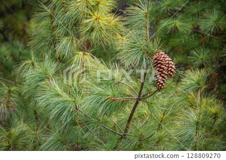 Pine cone grows on juniper tree. Nepal people used it for the ritual purification of temples. The ancients believed the smoke aided clairvoyance. They are also used for Buddhist religious rituals. Pine cone grows on juniper tree. Nepal people used it for the ritual purification of temples. The ancients believed the smoke aided clairvoyance. They are also used for Buddhist religious rituals. 128809270