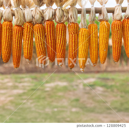 The Corn dried from the sun hanging with wooden bar. 128809425