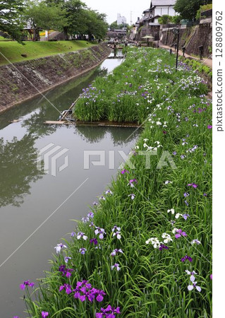 Scenes from the Takase Uragawa Iris Festival 128809762