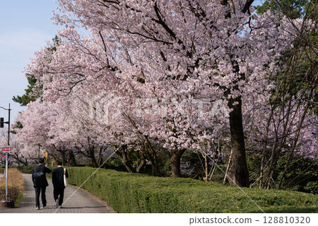 Cherry blossoms in full bloom and the usual school route [Takaoka Castle Park] 128810320