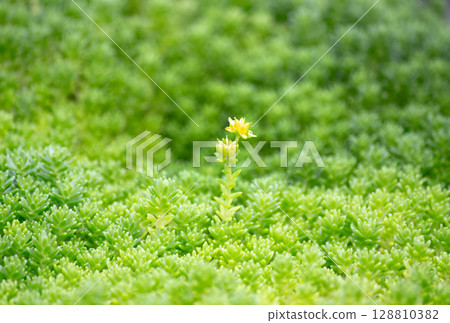 一朵小黃花 128810382