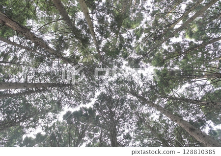Looking up at the cedar forest from below 128810385