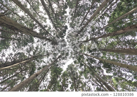 Looking up at the cedar forest from below 128810386