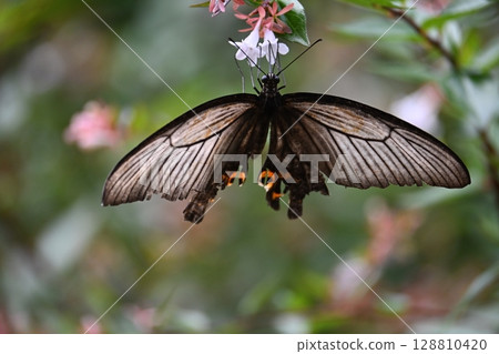 Midsummer's Musk Swallowtail Midsummer's Musk Swallowtail 128810420