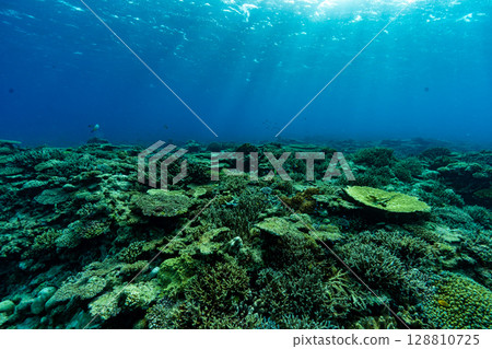 Blue sea and fish 128810725