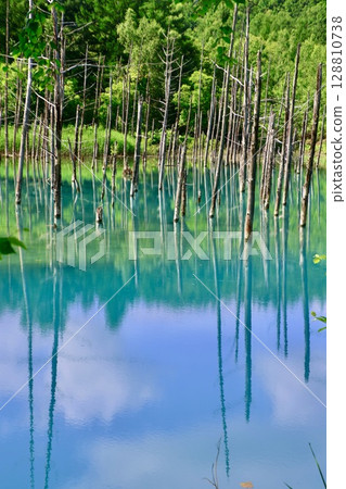 初夏的青池（北海道美瑛） 128810738