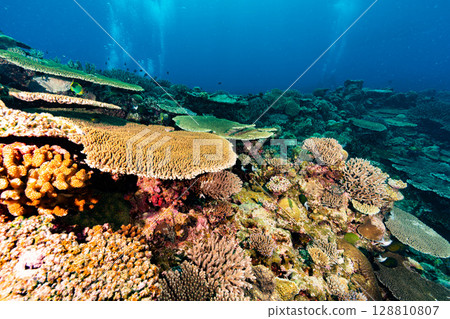 Majestic coral reefs and divers in the Kerama Islands 128810807