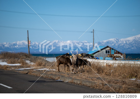 Title: A Herd of Ezo Deer and Kunashiri Island as seen from Notsuke Peninsula 128810809