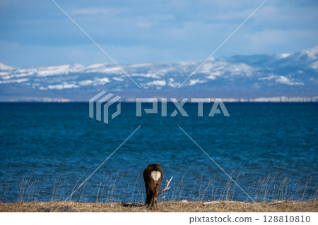 Title: Kunashiri Island and Ezo Deer Facing the S as seen from Notsuke Peninsula Title: Kunashiri Island and Ezo Deer Facing the S as seen from Notsuke Peninsula 128810810