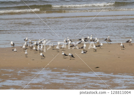 爸爸媽媽在沙灘上看到一隻海鷗在水邊休息翅膀（它看起來像一隻黑背鷗）。 128811004