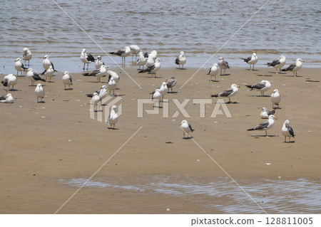 My father and mother saw a seagull resting its wings on the water's edge on the beach (it looks like a black-backed gull). My father and mother saw a seagull resting its wings on the water's edge on the beach (it looks like a black-backed gull). 128811005