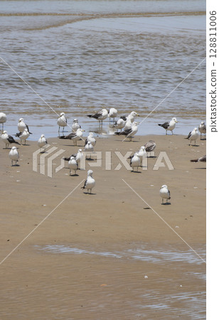 爸爸媽媽在沙灘上看到一隻海鷗在水邊休息翅膀（它看起來像一隻黑背鷗）。 128811006