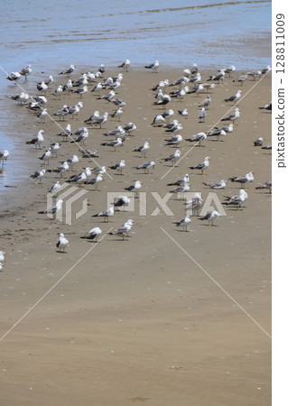 My father and mother saw a seagull resting its wings on the water's edge on the beach (it looks like a black-backed gull). 128811009