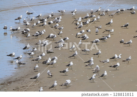My father and mother saw a seagull resting its wings on the water's edge on the beach (it looks like a black-backed gull). 128811011