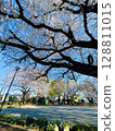 Spring scenery of cherry blossoms in full bloom and blue skies [Spring in Japan] 128811015