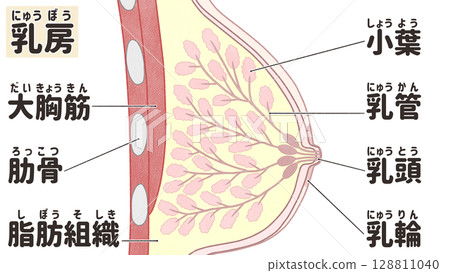 Structure and names of breasts (chests) - Easy-to-understand Japanese illustrations 128811040