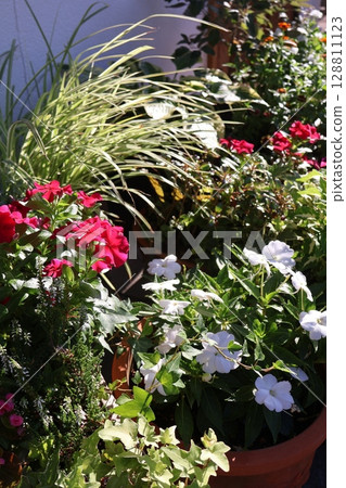 夏季花卉種植及盆栽 夏季花卉種植及盆栽 128811123