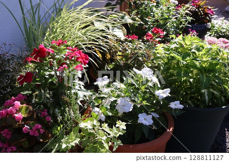 沐浴在清晨陽光下的夏日插花和花盆 沐浴在清晨陽光下的夏日插花和花盆 128811127