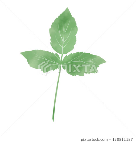 簡單的三葉草水彩插圖 128811187