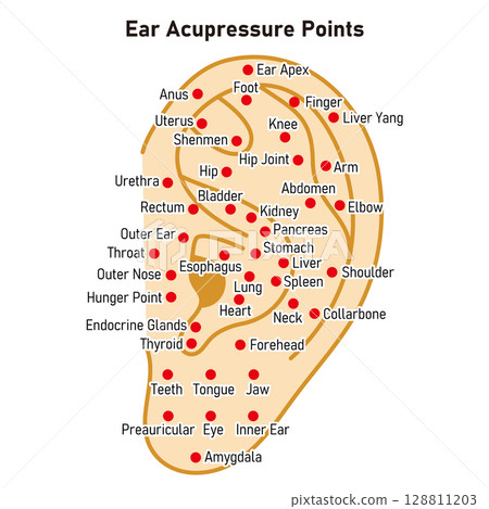 Illustrated illustration of ear acupressure points (English version) 128811203