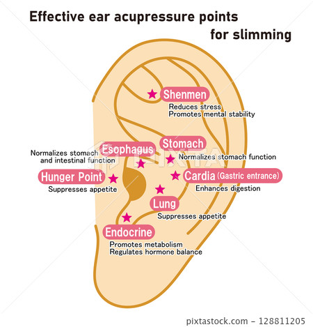 Illustrated illustrations of ear acupressure points that are effective for dieting (English version) Illustrated illustrations of ear acupressure points that are effective for dieting (English version) 128811205