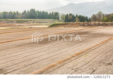 Dry winter rice fields (agricultural image) Dry winter rice fields (agricultural image) 128811271