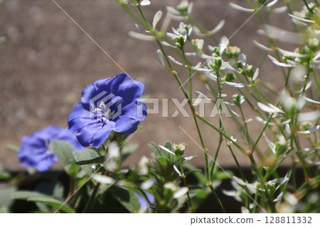 旋花，一種夏季盛開的藍色花朵 128811332