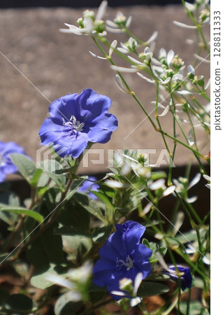 旋花,一種夏季盛開的藍色花朵 旋花,一種夏季盛開的藍色花朵 128811333