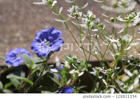 旋花，一種夏季盛開的藍色花朵 128811334