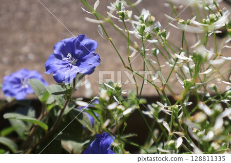 旋花，一種夏季盛開的藍色花朵 128811335