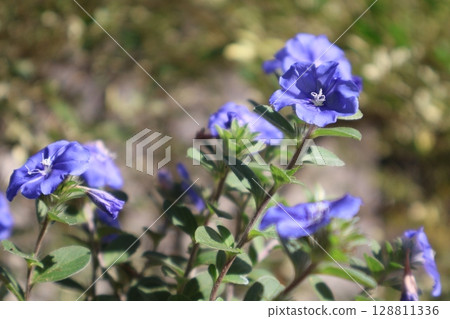 旋花,一種夏季盛開的藍色花朵 旋花,一種夏季盛開的藍色花朵 128811336