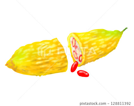 成熟苦瓜和紅色種子的插圖 128811392