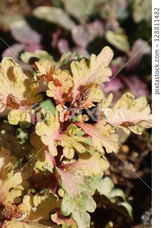 Stylish Coleus Leaf Baretti that won't burn Stylish Coleus Leaf Baretti that won't burn 128811482