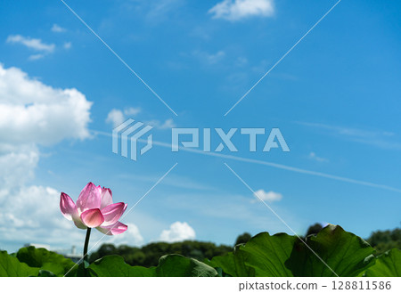 夏天開花往天空的蓮花 夏天開花往天空的蓮花 128811586