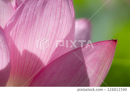 Beautiful lotus flower close-up 128811590