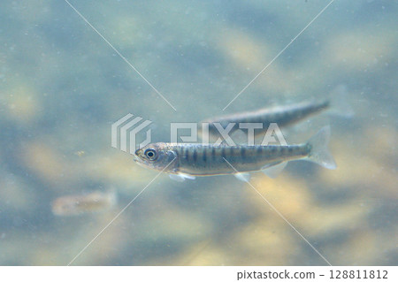 鮭魚幼魚（千歲鮭魚家鄉博物館，現為千歲鮭魚家鄉水族館） 128811812