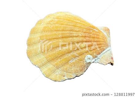 貝殼照片拼貼材質-8 128811997